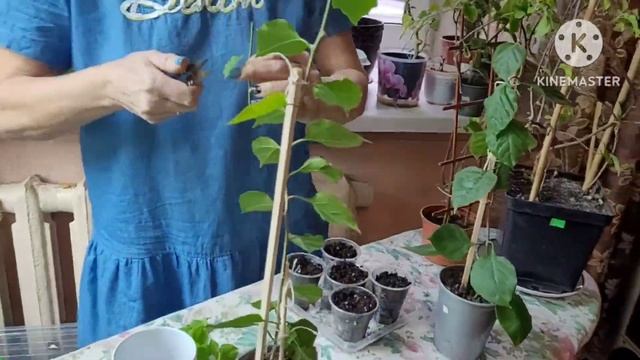 БУГЕНВИЛЛИЯ, пришло время черенковать! Опыт и советы от Надежды и Ани смотреть онлайн