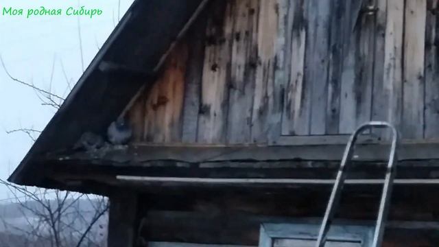 Кого выгодней кормить голубей или кур? Мои планы на строительство. смотреть онлайн
