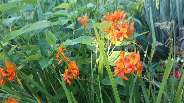庭园花卉－Crocosmia Lucifer 香鸢尾