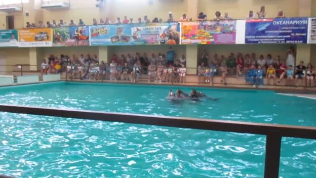 Выступление морских животных в геленджикском дельфинарии смотреть онлайн