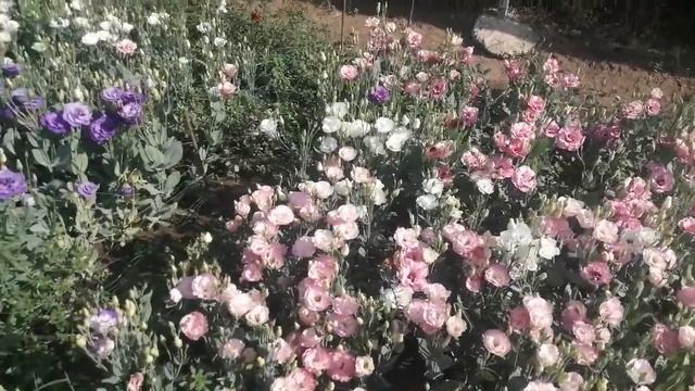 "РОЗА ЛЮБВИ" (эустома) в саду. Ответы на вопросы? смотреть онлайн