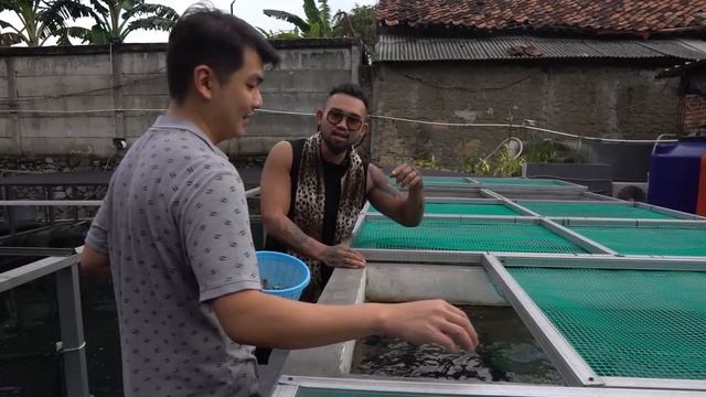 PABRIK ARWANA TERSELUBUNG!! KOLAM TERPAL & SEMEN DIBALIK KOMPLEK!! DANJO RED DRAGON #KINGOFTHEJUNGL смотреть онлайн