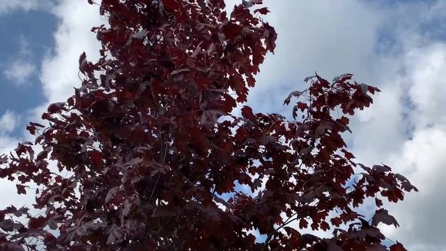 The Royal Red | Maple Tree [Acer Platanoides] смотреть онлайн