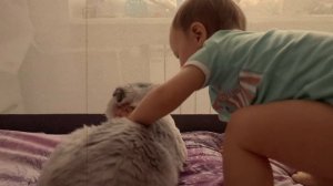 КАК ПОДРУЖИТЬ КОТИКОВ И МАЛЫША | КОТ КЕВИН И МАША