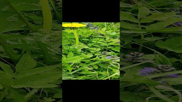 VID_20230514_134700.mp4