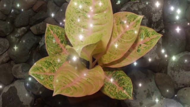 Aglaonema Silver Queen B