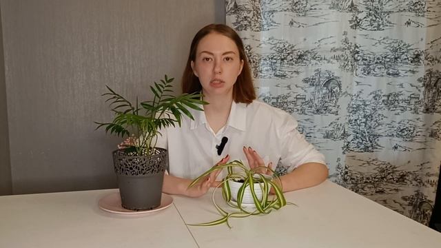 БИОЛОГИЯ. РИСОВАНИЕ РАСТЕНИЙ. Видео-урок для детей по творчеству и биологии! смотреть онлайн