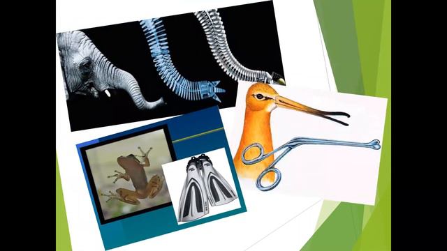 6 клас технології - Що таке біоформи? смотреть онлайн