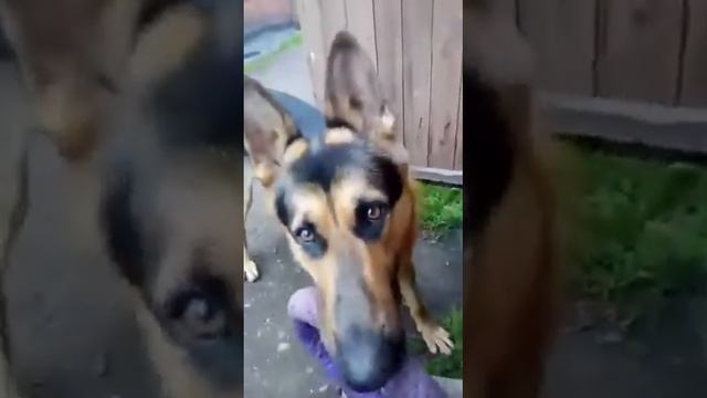 Реакция на бензопилу смотреть онлайн