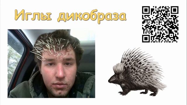 ✅ Самое колючее животное на земле ➤ Дикобраз смотреть онлайн