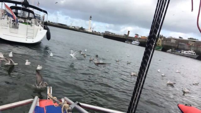 Кормление чаек смотреть онлайн