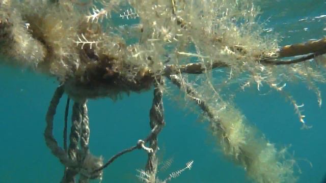 Soma Bay RYBY смотреть онлайн