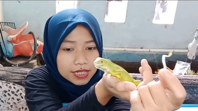 Cara Memberi Makan Baby Green Iguana смотреть онлайн