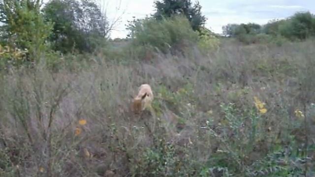 fishing and fox Рыбалка и лиса смотреть онлайн