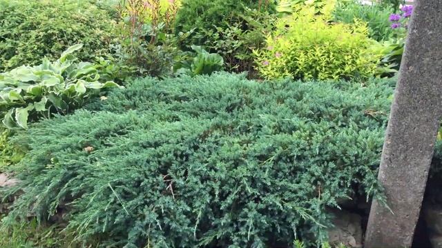 АЛЬПИЙСКАЯ ГОРКА РОСКОШНОЕ УКРАШЕНИЕ САДА. Обзор горки. смотреть онлайн