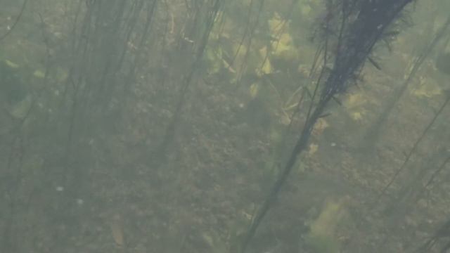 Подводная охота в кристальной воде смотреть онлайн