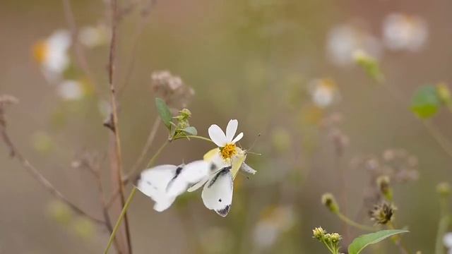 Красивая Атмосферная Инструментальная Музыка для души! Красивое видео смотреть онлайн