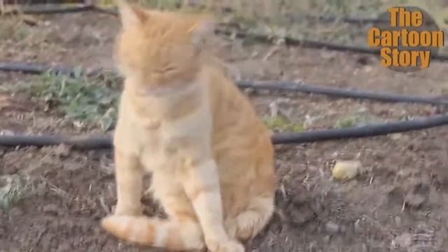 ЖЕСТЬ! КОТ ГЛЮЧИТ!!! =D смотреть онлайн