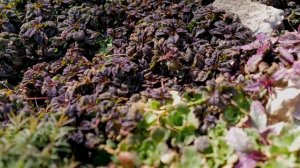 Альпийская горка. Обзор растений для альпийской горки.