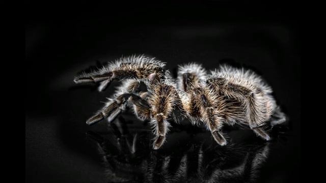 Interesting  Facts About Tarantula