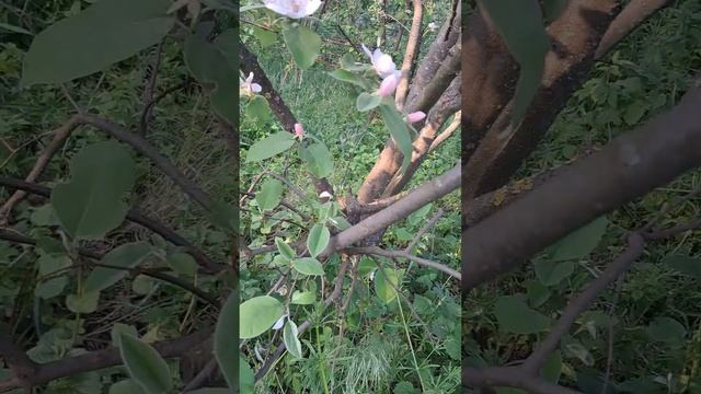 Айва цветущая в наряде. Цветение взрослого дерева айвы. смотреть онлайн