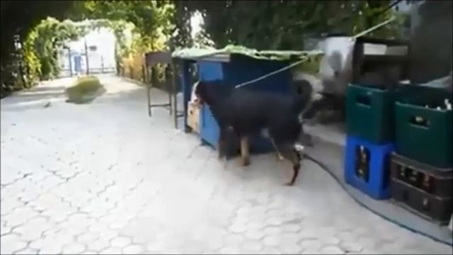 Hardstyle Puppy Party 2.0 смотреть онлайн