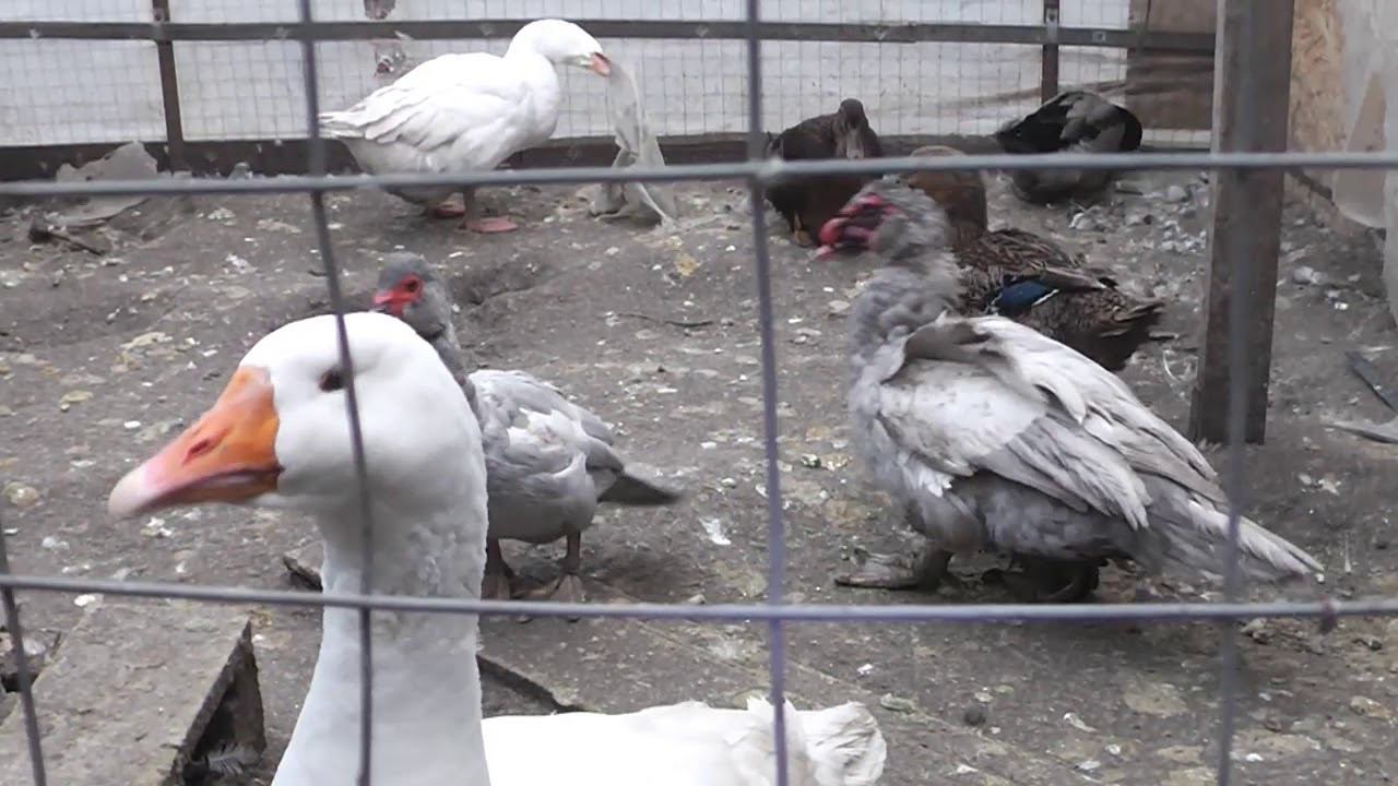 Предлагаю мясо свежей свинины, живых гусей и уток. смотреть онлайн