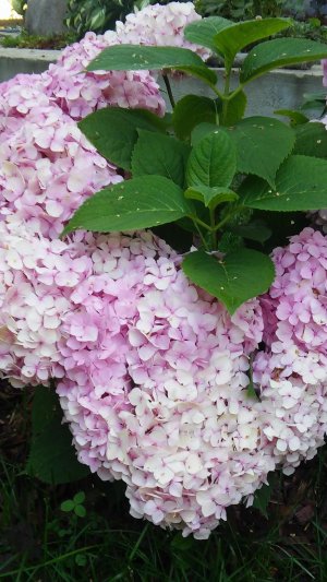 Гортензия крупнолистовая.Весенний уход