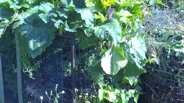 15 кг с куста кабачков. Выращивание кабачков и тыквы на компостной куче смотреть онлайн