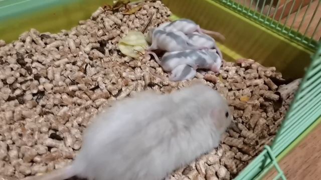 КРЫСА РОДИЛА ОЧЕНЬ МНОГО КРЫСЯТ. ЧТО СЛУЧИЛОСЬ С КРЫСЯТАМИ? смотреть онлайн