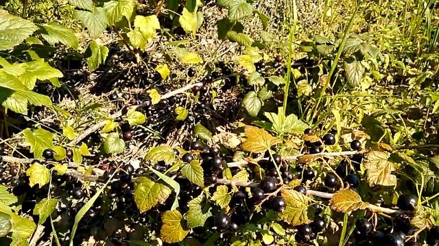 Смородина Юбилейная Копаня смотреть онлайн