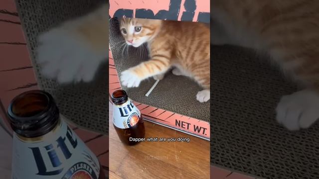 Kitty Soap Opera: Chapter 57... The Sass Mouth, Alcoholic, Catnip Dealer, and Pentecostal Kitties. смотреть онлайн
