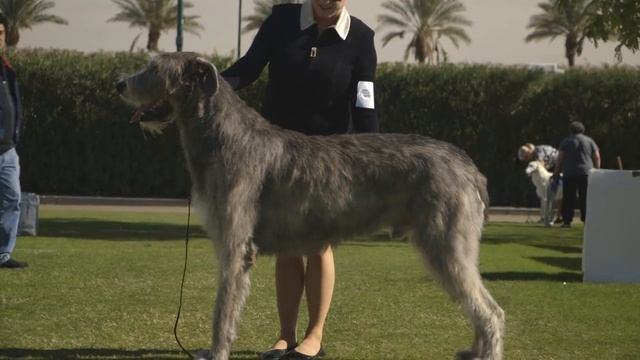 IRISH WOLFHOUND FIVE THINGS YOU SHOULD KNOW смотреть онлайн