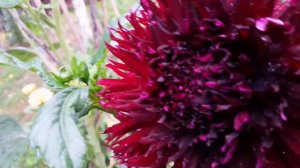 🌸Dahlien Kenora Macop B #25