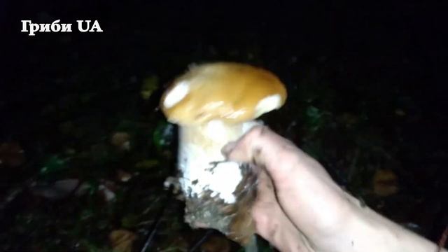 В Горах Зібрав повну Тачку Білих Грибів. Білі Гриби! Белые Грибы. calabria-italy - raccolta funghi! смотреть онлайн