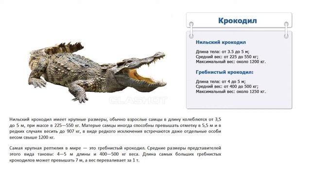 Сколько весит крокодил смотреть онлайн