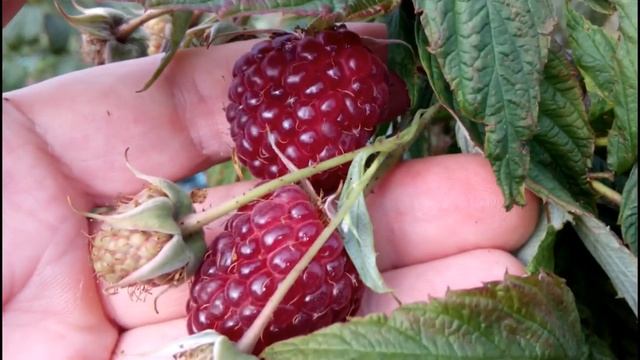 МОЙ ОТЗЫВ О РЕМОНТАНТНОЙ МАЛИНЕ ПОЛКА (ПОЛЬКА) смотреть онлайн