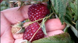 МОЙ ОТЗЫВ О РЕМОНТАНТНОЙ МАЛИНЕ ПОЛКА (ПОЛЬКА)