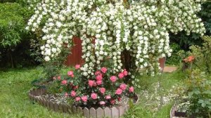 Жасмин: посадка и уход