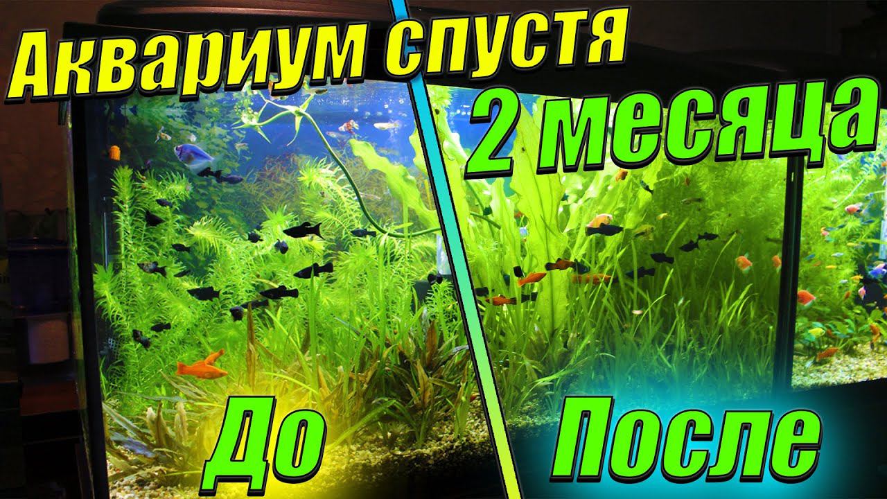 Аквариум травник! [ 2 месяца после прополки растений.] смотреть онлайн