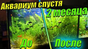 Аквариум травник! [ 2 месяца после прополки растений.]