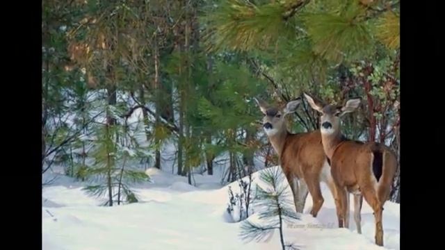 Новогодние приколы с животными. :) смотреть онлайн