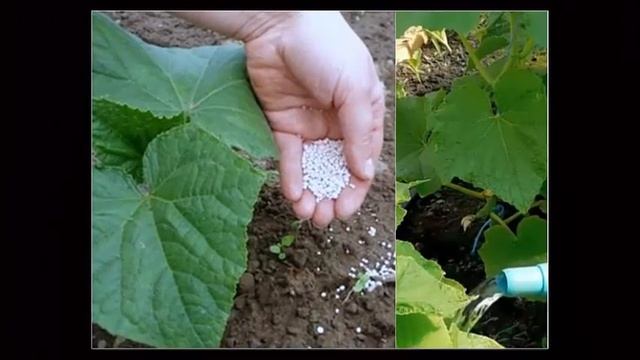 Подкормка огурцов после высадки в грунт Первая самая важная смотреть онлайн