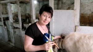 Как обрезать, обработать копыта козе.