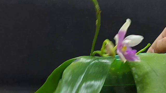 Ph. Corningiana Coffee X Speciosa Coffee