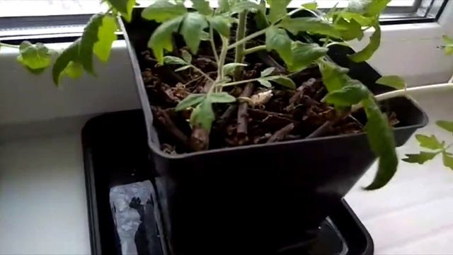Выращивание томатов круглый год без рассады Биогумус это лучший грунт смотреть онлайн