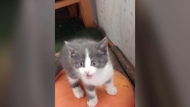 Video 20231031-01.mp4