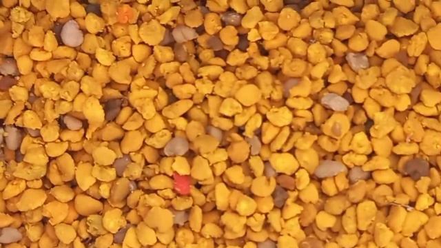 Начали сбор цветочной пыльцы, навесной пыльцесборник. Первая пыльца в 2022 году. смотреть онлайн