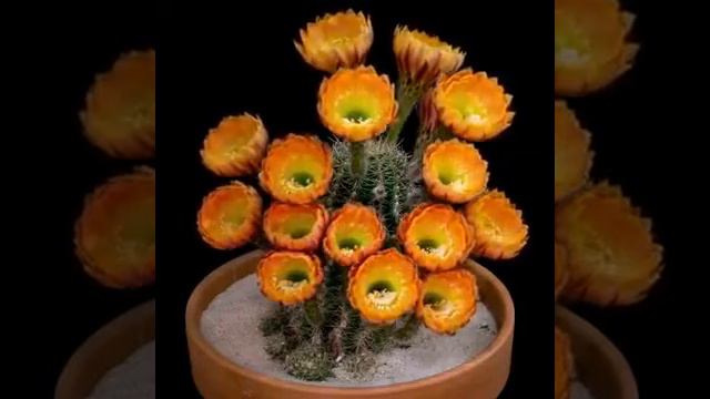 LOVE FLOWERS смотреть онлайн