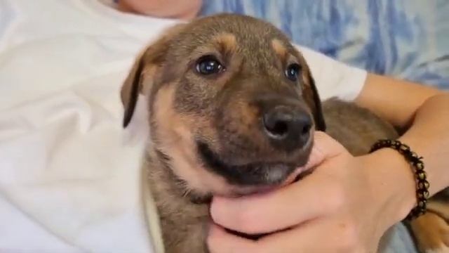 Красивые Щенки в добрые руки МО смотреть онлайн